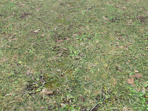 forest ground pbr pack 10 Texturas CG