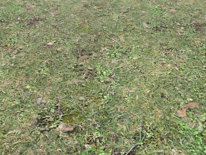 forest ground pbr pack 10 CG Textures