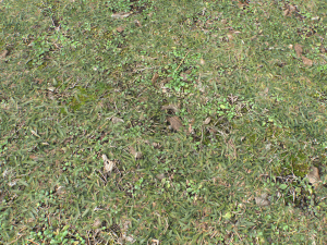 forest ground pbr pack 10 Texturas CG