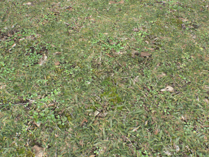 forest ground pbr pack 10 Texturas CG