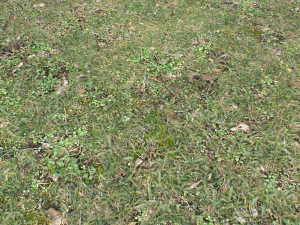 forest ground pbr pack 10 CG Textures