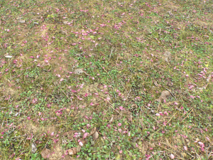 forest ground pbr pack 10 Texturas CG