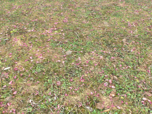 forest ground pbr pack 10 Texturas CG