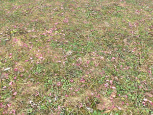 forest ground pbr pack 10 CG Textures