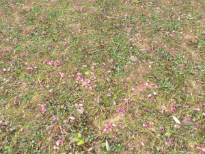 forest ground pbr pack 10 Texturas CG