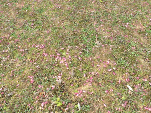 forest ground pbr pack 10 CG Textures