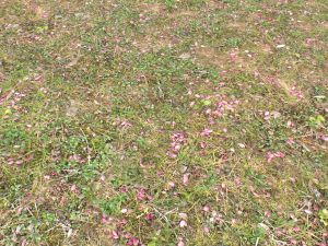 forest ground pbr pack 10 Texturas CG