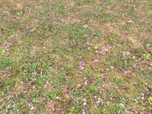 forest ground pbr pack 10 CG Textures