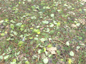 forest ground pbr pack 10 Texturas CG