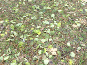 forest ground pbr pack 10 CG Textures