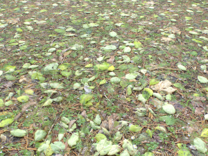 forest ground pbr pack 10 Texturas CG