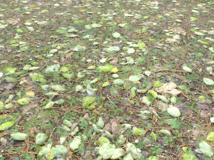 forest ground pbr pack 10 CG Textures