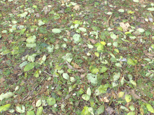 forest ground pbr pack 10 Texturas CG