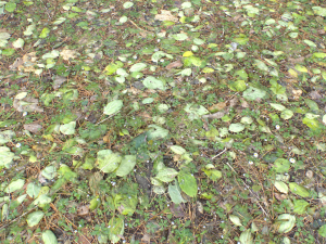forest ground pbr pack 10 Texturas CG