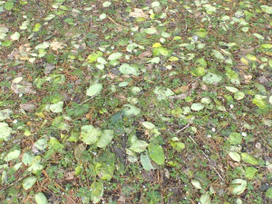 forest ground pbr pack 10 CG Textures