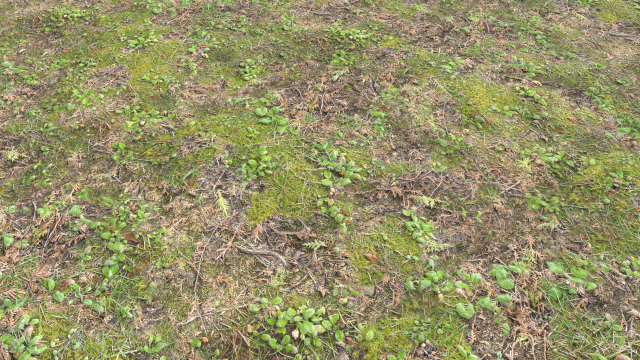 forest ground pbr pack 11 CG Текстуры .c4d .max .obj .3ds .fbx .stl .blend