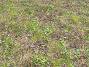 forest ground pbr pack 11 CG Textures