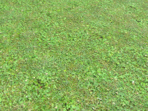 forest ground pbr pack 11 CG Текстуры
