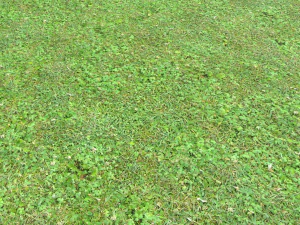 forest ground pbr pack 11 CG Textures