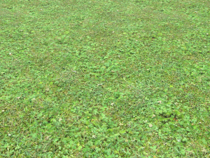 forest ground pbr pack 11 CG Текстуры
