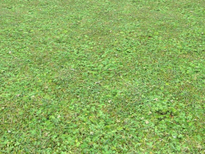 forest ground pbr pack 11 CG Textures