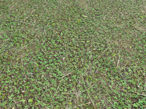 forest ground pbr pack 11 CG Текстуры