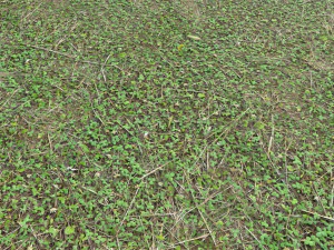 forest ground pbr pack 11 CG Textures