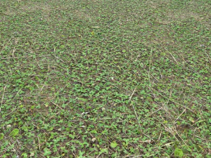 forest ground pbr pack 11 CG Textures