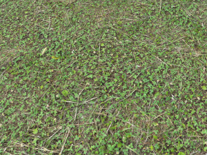 forest ground pbr pack 11 CG Текстуры