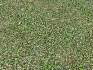 forest ground pbr pack 11 CG Textures
