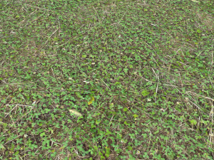 forest ground pbr pack 11 CG Текстуры