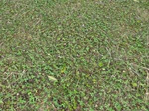 forest ground pbr pack 11 CG Textures