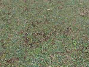 forest ground pbr pack 11 CG Textures