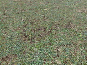 forest ground pbr pack 11 CG Textures