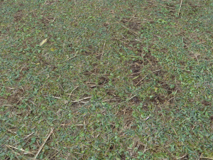 forest ground pbr pack 11 CG Текстуры