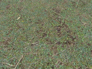 forest ground pbr pack 11 CG Textures