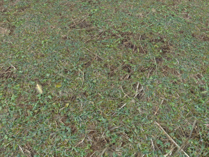 forest ground pbr pack 11 CG Текстуры
