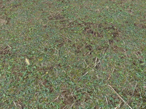 forest ground pbr pack 11 CG Textures