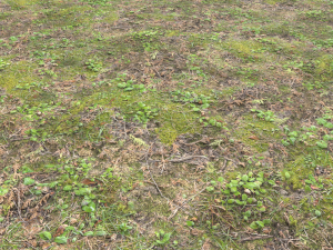 forest ground pbr pack 11 CG Текстуры