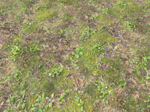 forest ground pbr pack 11 CG Текстуры