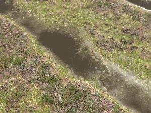 forest ground pbr pack 12 CG Textures