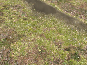 forest ground pbr pack 12 CG Textures