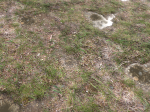forest ground pbr pack 12 Texturas CG