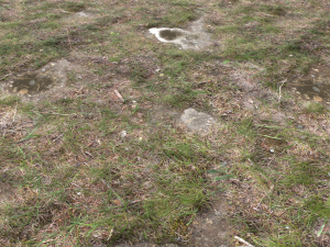 forest ground pbr pack 12 Texturas CG