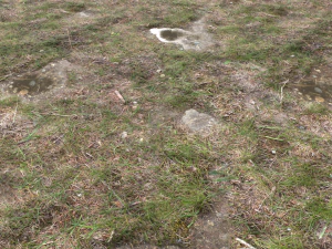 forest ground pbr pack 12 CG Textures