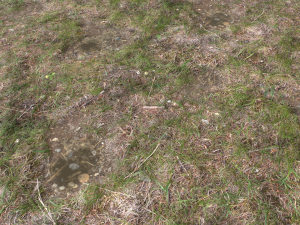 forest ground pbr pack 12 Texturas CG