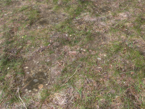 forest ground pbr pack 12 CG Textures