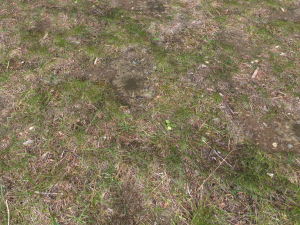 forest ground pbr pack 12 Texturas CG