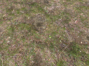 forest ground pbr pack 12 CG Textures