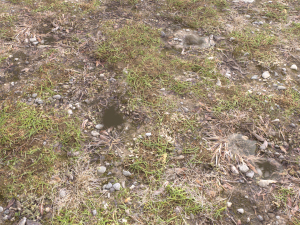 forest ground pbr pack 12 Texturas CG